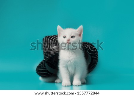 white fluffy kitten under a black striped summer hat on a turquoise background