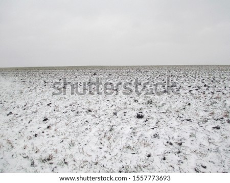  A random autumn picture of a field in which from the first snow sprouts of crops of the next year's crop are visible                              