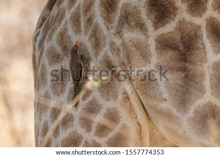 Giraffe Skin with Red-billed Oxpecker, Buphagus erythrorhynchus in South Africa at Kruger National Park