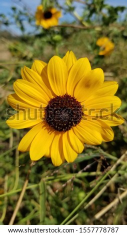 Yellow Flower Bloom Sunflower Summer Outdoor  Royalty-Free Stock Photo #1557778787
