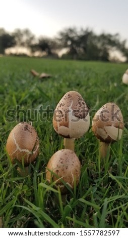 Mushroom Fungi Landscape Flora plant Royalty-Free Stock Photo #1557782597