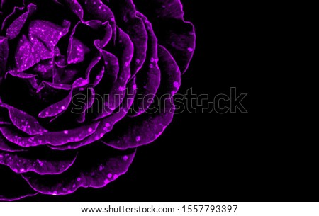 Abstract closeup of a glittering purple rose isolated on black background