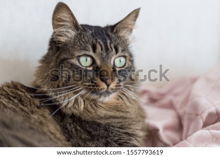 Portrait of a grey tiger cat with green eyes