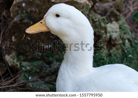 Head shot of cute white duck