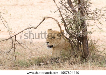 Lioness at Serengeti National Park,  Tanzania, Africa. African wildlife