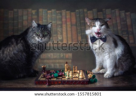 Two cats playing chess in the library