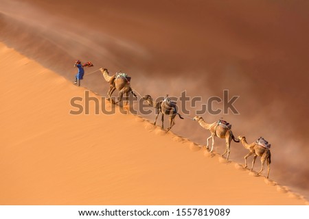  Drover leads a camel Caravan in the Sahara desert during a desert storm in Morocco Royalty-Free Stock Photo #1557819089