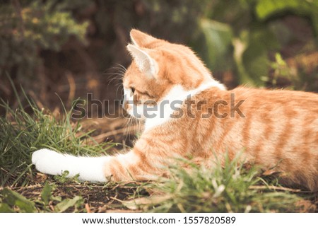 Orange tabby cat playing in the garden