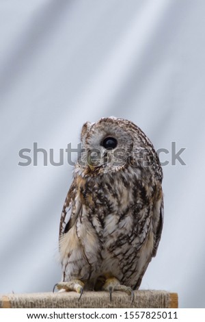 
An owl sitting on a perch on a white background