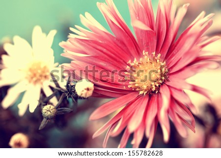 photo of delicate red aster