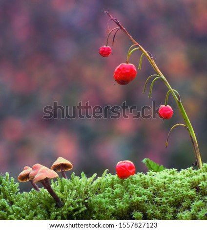 
					Magic mushrooms and berries in forest