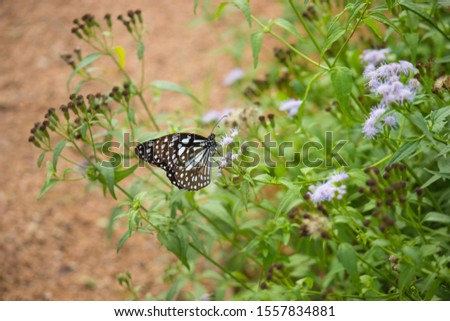 Blue Spotted Milkweed Butterfly sitting on the flower plants and drinking Nectar