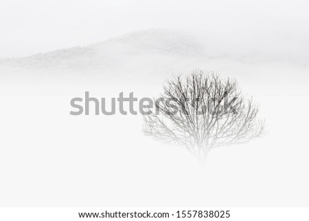 Winter landscape with lonely tree in a snowy field covered with fog against a white sky background and soft silhouette of mountains on horizon. Minimalistic conceptual image, beauty in nature