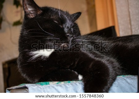 Sleeping black cat with smooth velvety coat, white chest, black and white mustache and eyebrows