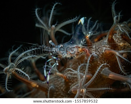 Holthuis`Anemone Shrimp, Partnergarnele (Ancylomenes holthuisi)