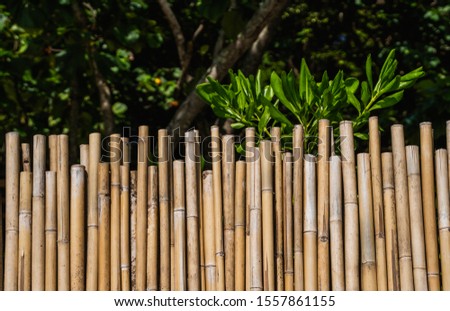 Dry bamboo fence with a green tropical trees on background. Eco natural background concept.