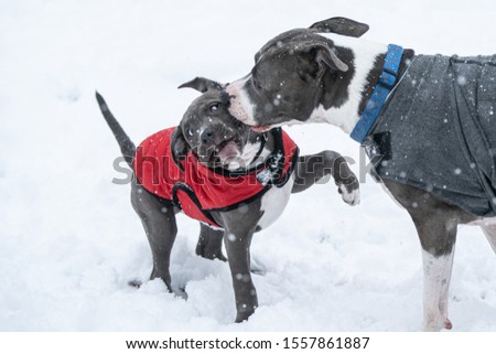 big dog gives puppy a kiss in the snow