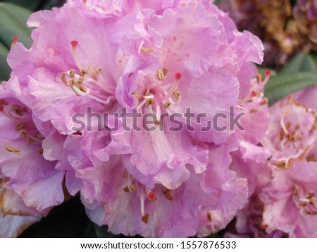 Flowering bush Rhododendron 'Alfred' flowers Royalty-Free Stock Photo #1557876533