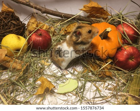 An adorable hamster in a fall setting
