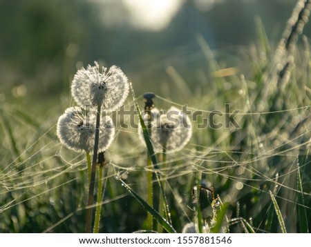 picture with dandelions in the morning dew, close-up view