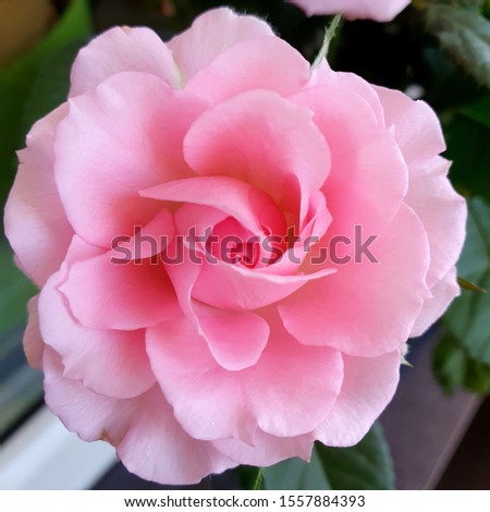 Photo flower bud of a pink rose. Rosebud opened. Stock photo blooming pink rose flower