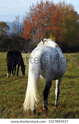 Horse on pasture in autumn