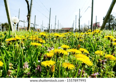 field of daffodils, beautiful photo digital picture