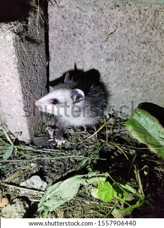 Close photos of young possum looking for his mother