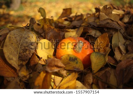 Closeup of fresh red hokkaido pumpkins, autumn, late summer