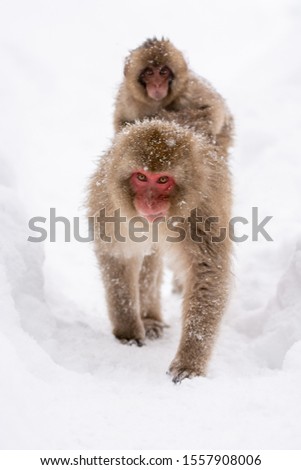 Japanese Snow Monkey - Heading back with baby to their resting place after a long day.