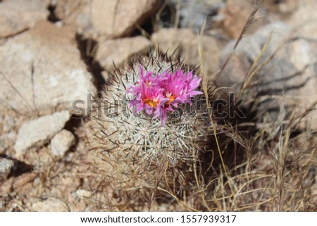 A small pink desert flower grows from a cactus in the harsh dry sandy environment. 