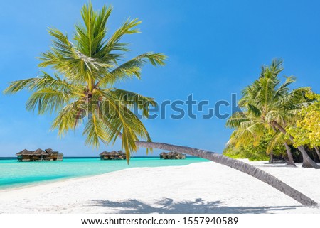 Coconut palm tree on the beach at Lankanfinolhu island, Maldives