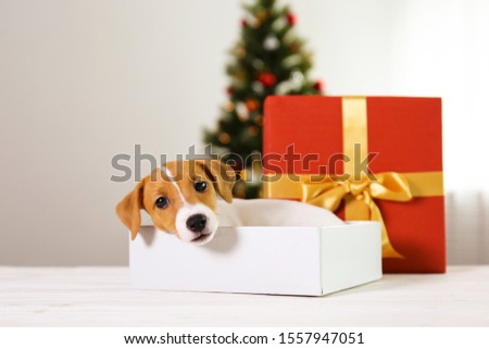 Jack Russell terrier as christmas present for children concept. Two months old adorable doggy on lying inside the gift box, red wrapping paper with golden bow. Festive background, close up, copy space