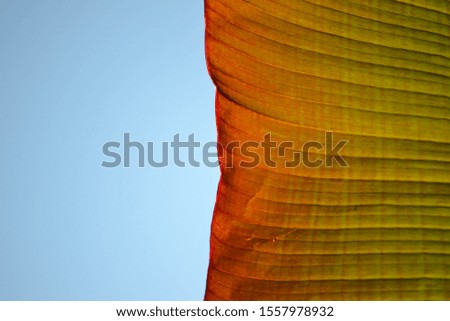 Close up abstract of green, yellow, orange & red banana leaf of exotic palm with sunlight illuminating veins from behind. Blue sky background with copy space.