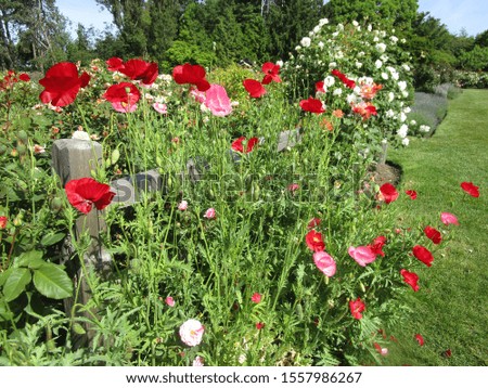 Red poppy flowers at a park garden 2019