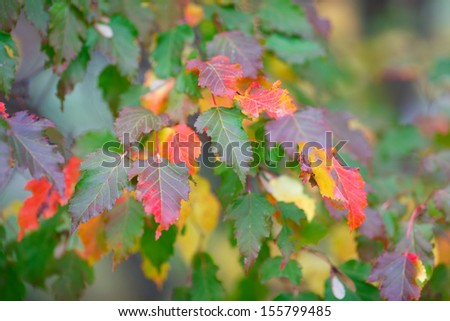 Colored leaves of trees in Autumn