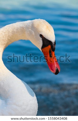 closeup of a beautiful swan with water in the background