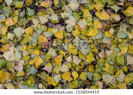 Yellow leaves on the ground. Texture. Close-up.