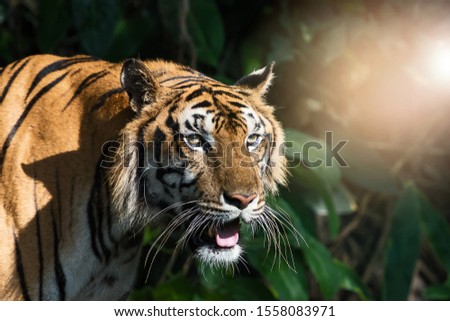 The tiger stands to look at something with interest. (Panthera tigris corbetti) in the natural habitat, wild dangerous animal in the natural habitat, in Thailand. Royalty-Free Stock Photo #1558083971