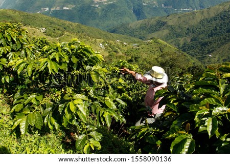 Coffee farmer in the fields of Colombia Royalty-Free Stock Photo #1558090136