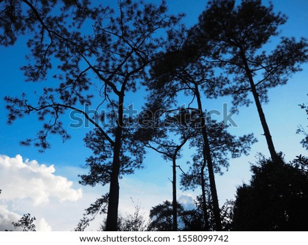 High trees with the cleary sky, beautiful landscapes with pine view
