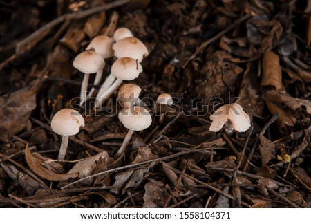 Mushrooms are plants that can grow in areas with relatively humid and cool weather.