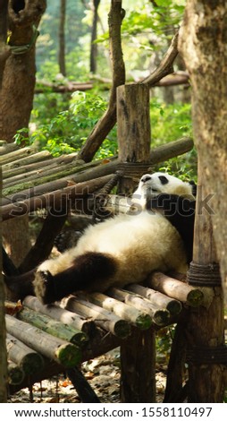 A lazy giant panda resting at the bamboo platform.