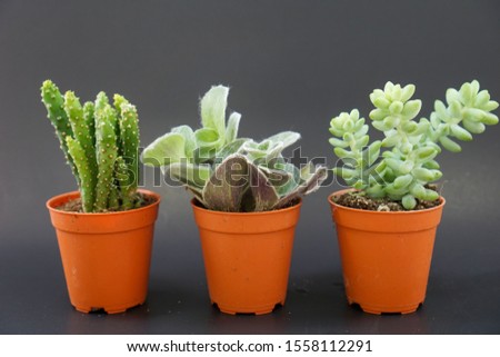 3 orange potted cactus plants in black background