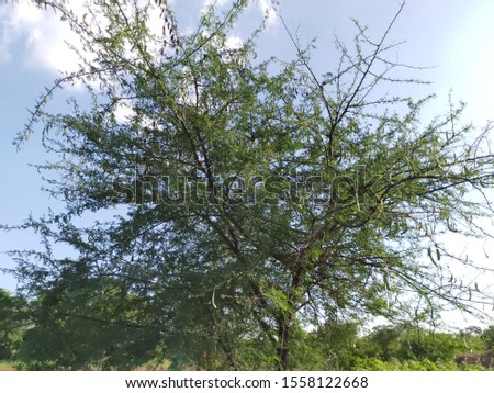 This is a beautiful acacia tree in village of Ambegaon Maharashtra India