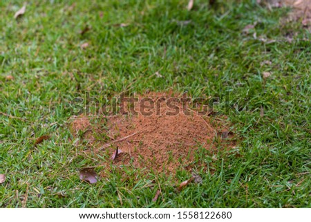 large fire ant mound in green grass with copy space, shallow depth of field