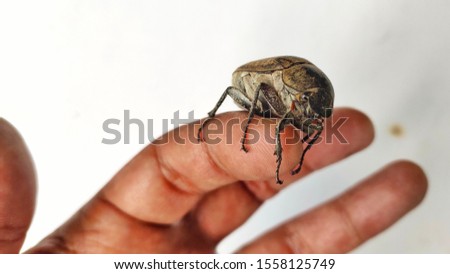 Bates dihesthalia Holotrichia, a kind of beetle creeping on the hands