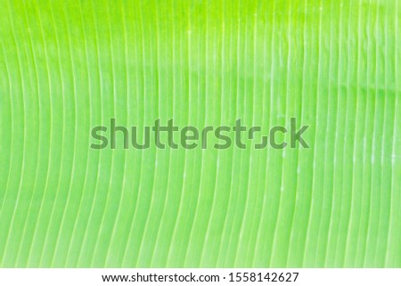 The green banana leaf background is separated from the white background.