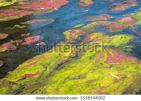 colorful red azolla floating of the river at winter at Wujie , Nantou, Taiwan