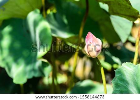 pink lotus flower on the green leaves at farm